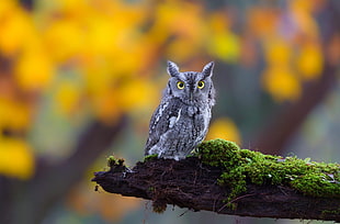 gray owl, birds, animals, owl HD wallpaper