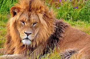 Lion lying on grass field HD wallpaper