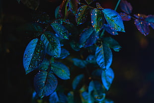 green-and-blue leaf plant, Leaves, Drops, Close-up HD wallpaper