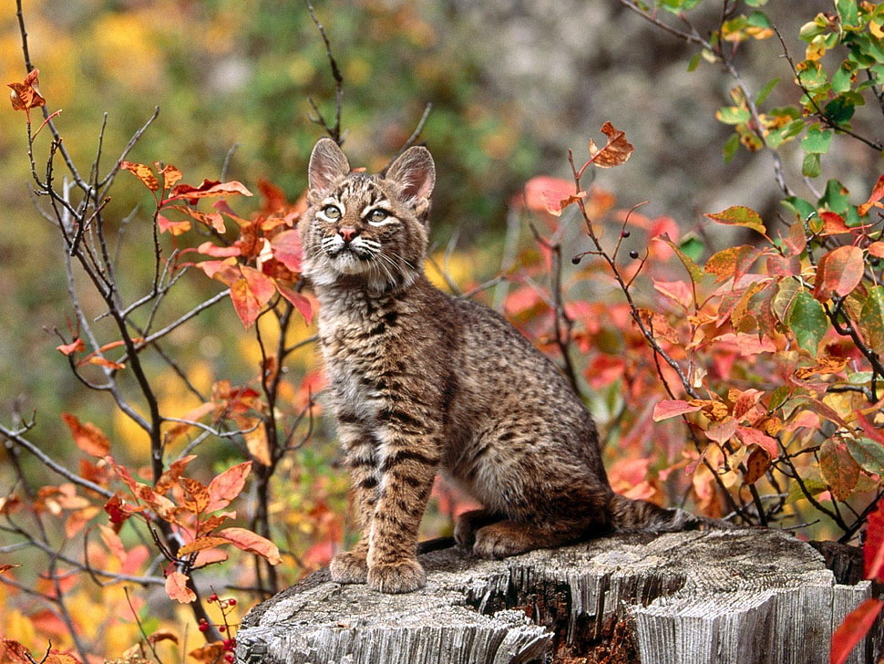 brown Tabby cat surrounded by leaves during daytime HD wallpaper