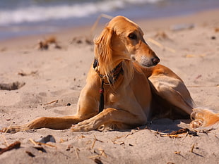 brown short-coated dog during daytime