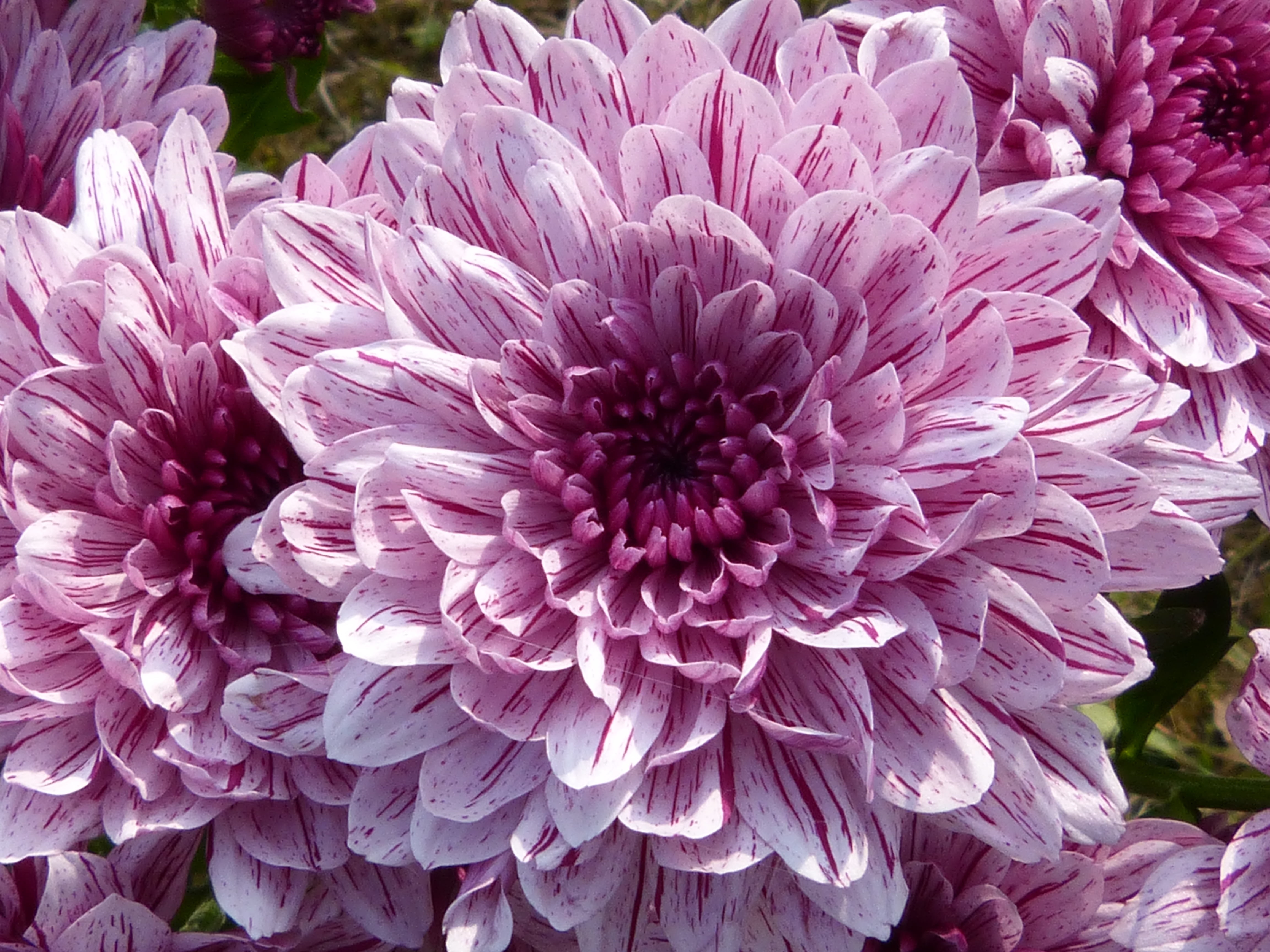 close up photo of purple petaled flower