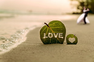 Love green leaf on beach HD wallpaper