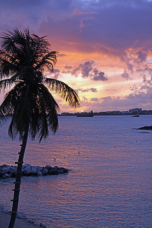 silhouette of coconut palm tree near body of water during golden hour photo HD wallpaper