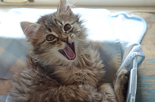 brown and gray tabby cat