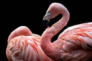 two pink flamingos, animals, flamingos HD wallpaper