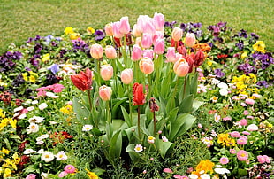 pink and red flowers lot