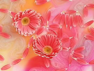 pink Gerbera Daisies digital wallpaper