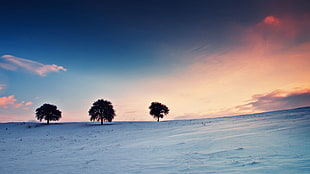 brown and white trees painting, landscape, trees, winter, sky