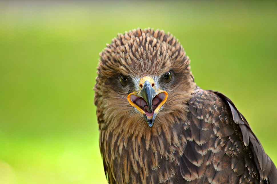 focus photography of brown eagle HD wallpaper
