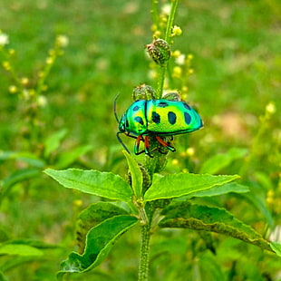 green and black spotted leaf beetle, nature, insect, Sri Lanka HD wallpaper