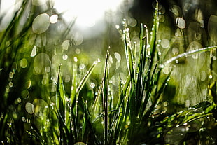 dew on green grass close-up photography HD wallpaper