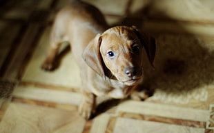 adult red Dachshund on focus photo