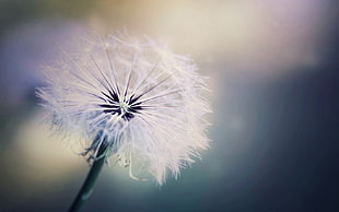 white dandelion flower