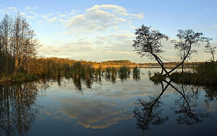 body of water surrounded by trees high-saturated photography HD wallpaper