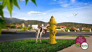 yellow fire hydrant beside a dog during daytime HD wallpaper