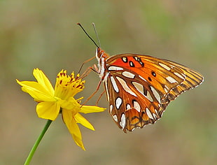 shallow focus photography of orange,white and black butterfly on yellow flower, butterflies, fritillary HD wallpaper