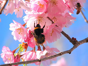 Bumble bee on pink petaled flowers during daytime HD wallpaper