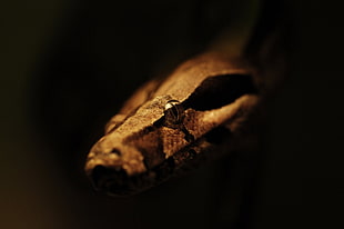 brown and black snake, animals, snake, depth of field, reptiles HD wallpaper