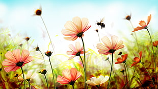 white and pink petal flowers in bloom