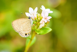 brown butterfly perch on flower HD wallpaper
