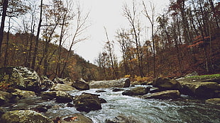 brown rocks, forest, river, nature