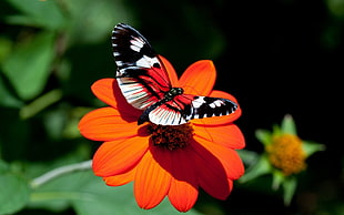 red and black butterfly hopped on orange petaled flower in closeup photo HD wallpaper