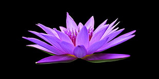 purple flower HD wallpaper