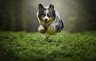 long-coated white and black dog, dog, flying, animals, pet