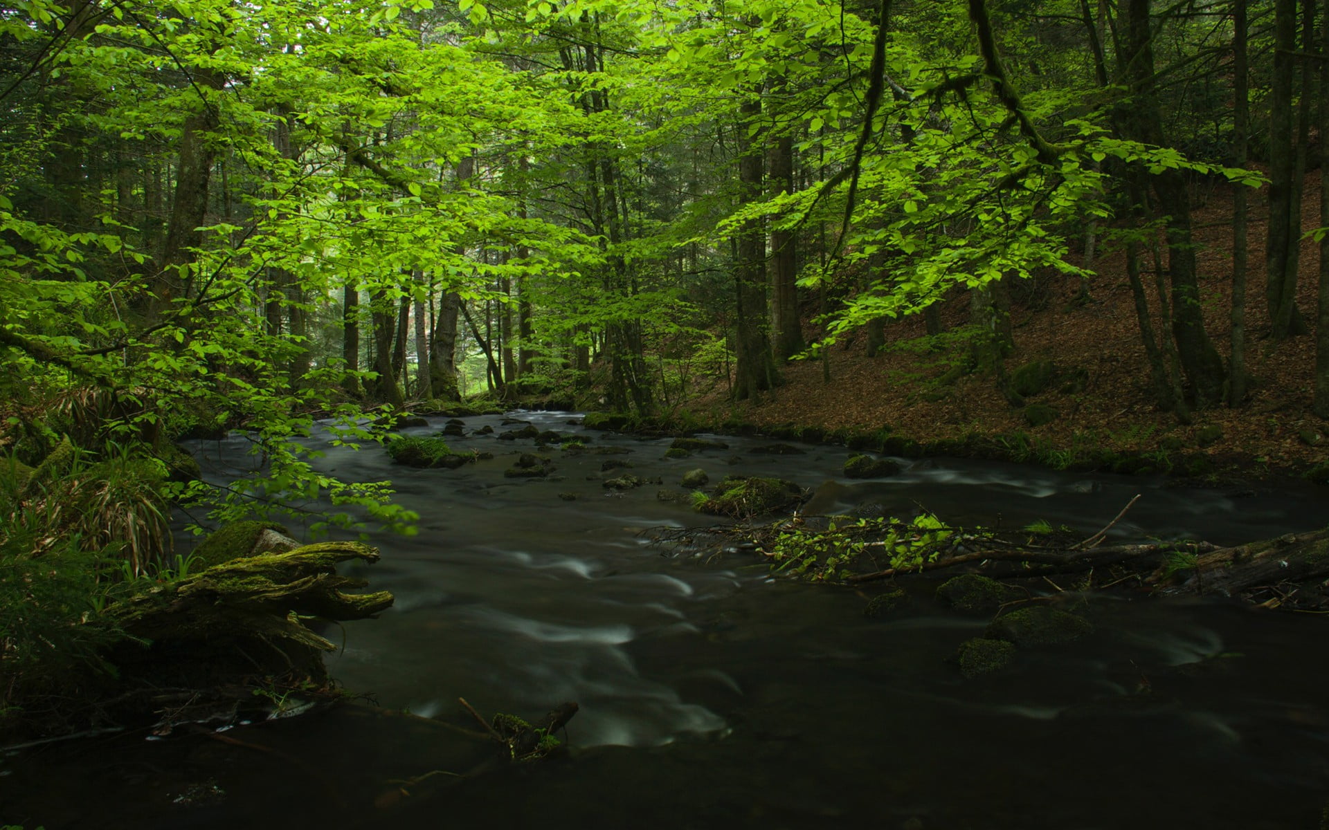 green trees, trees, river