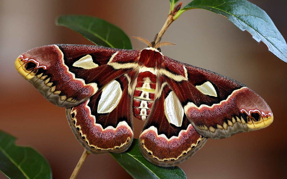 close-up photography of Cecropia moth on green leaf plant HD wallpaper