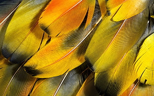 orange and green feathers