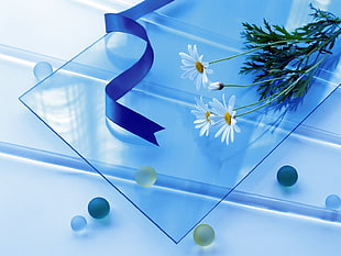 clear glass panel with daisy flowers HD wallpaper