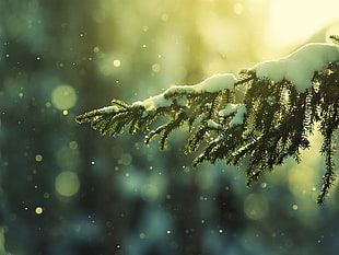 photography of shallow focus on snow green Pine tree leaves