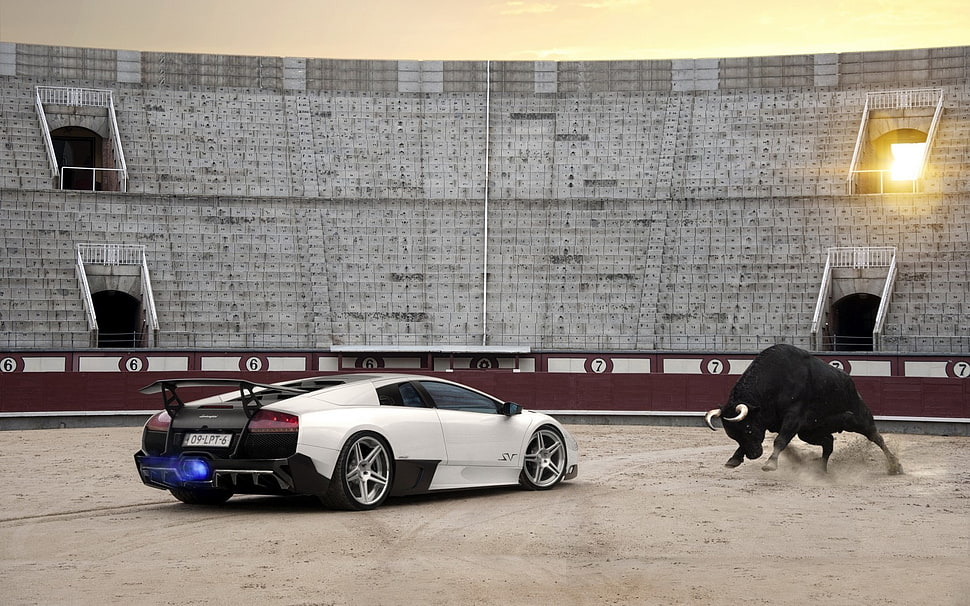 white Lamborghini sports coupe, luxury cars, Lamborghini, Bull HD wallpaper