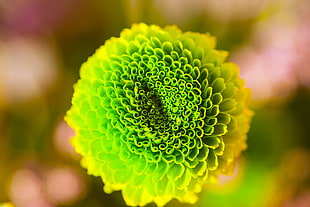close-up photo of green and yellow chrysanthemum flower HD wallpaper