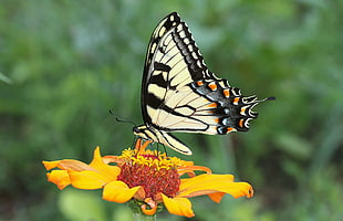 Tiger Swallowtail Butterfly perched on yellow flower