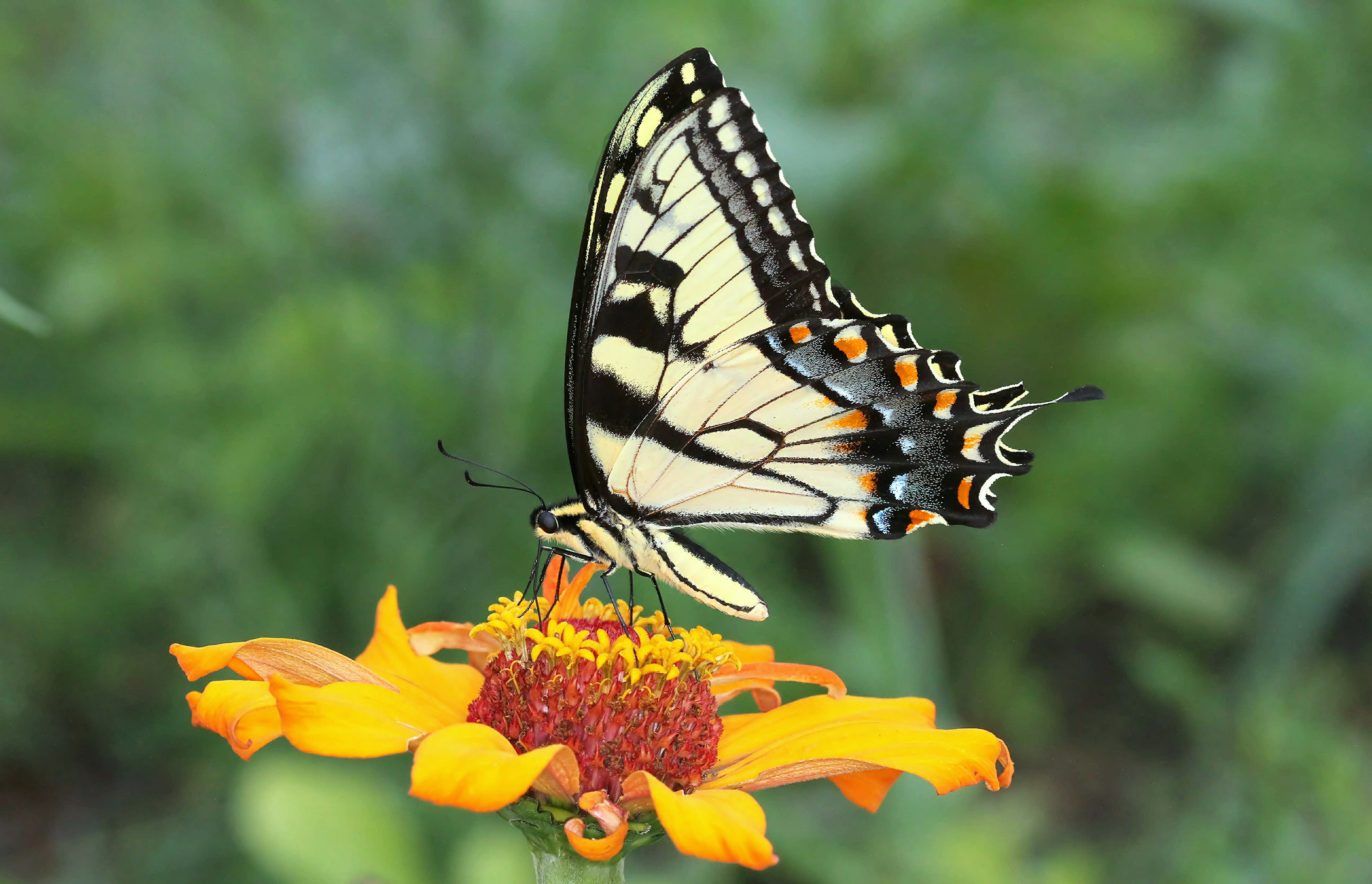 Butterfly Wonders: Unveiling the Presence of Yellow Swallowtail Tiger ...