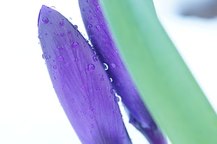 purple petal flower with water drop in shallow focus lens, crocus HD wallpaper