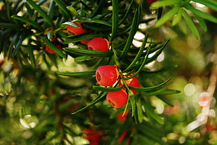 european yew, taxus baccata, food plant, conifer HD wallpaper