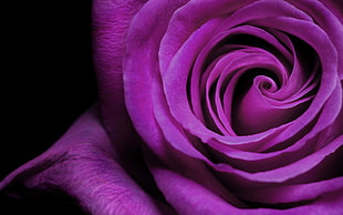 purple rose HD wallpaper