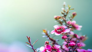 selective focus photograph of pink petaled flower, HTC One M8, HTC Sense 6 HD wallpaper