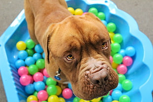 short-coated brown dog