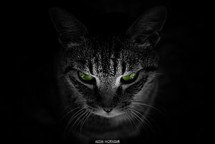gray and black tabby cat, cat, animals, black background, green eyes HD wallpaper