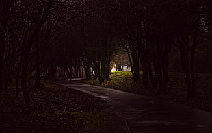 black and brown wooden cabinet, photography, trees, path, forest