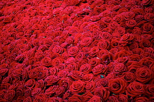 red roses