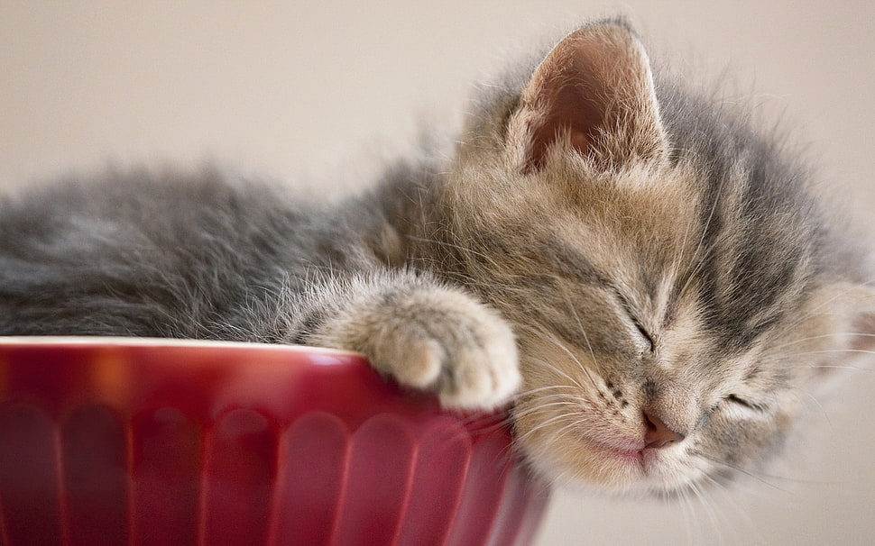 selective photography of silver tabby kitten inside a red ceramic container HD wallpaper