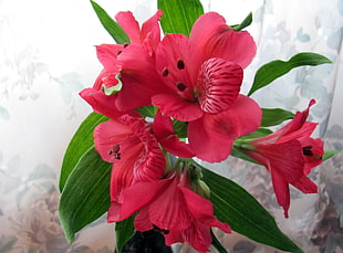 Alstroemeria,  Flowers,  Red,  Leaves