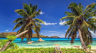 coconut tree, nature, landscape, tropical, beach HD wallpaper