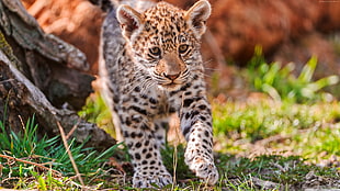 walking baby leopard in the forest graphic wallpaper HD wallpaper